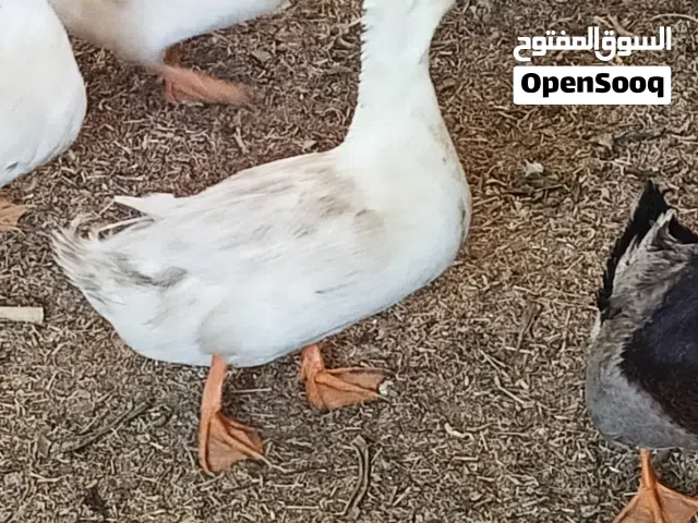 متاح اوز لبيع القرنه