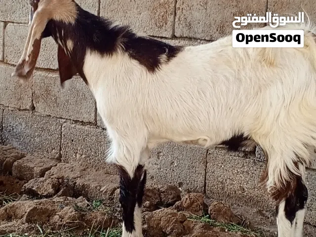 صخول شوامي صلم نثيه وفحل خشنات نضيفات حلوات النثيه راكبه