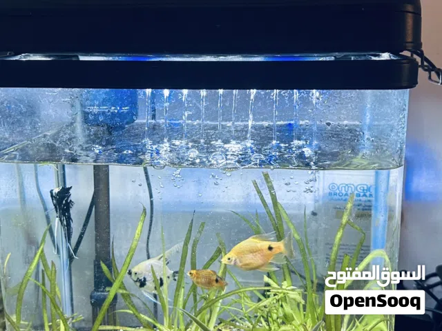 Full set of fish aquarium