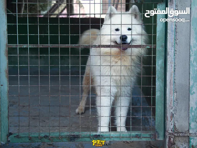 سامويد مستوى عالي بسعر مغري