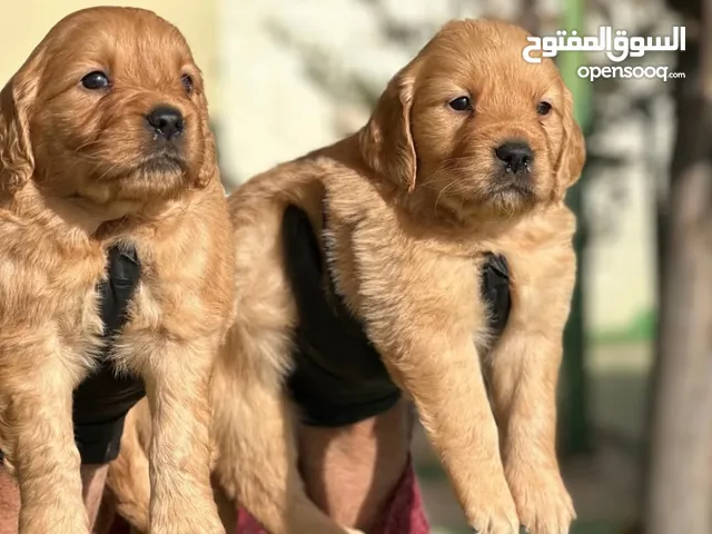 Golden retriever puppies