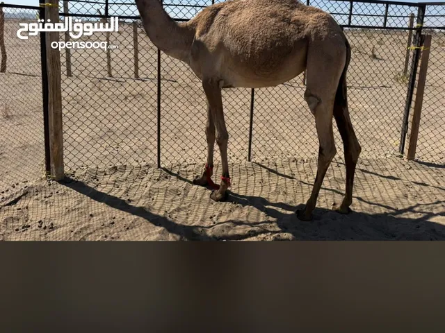 550 قابل للتفاوض