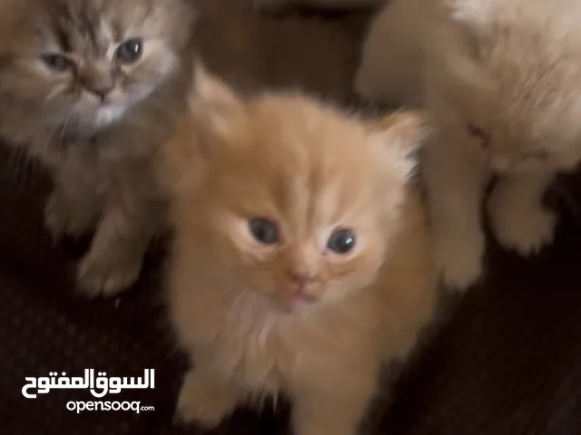  قطط شيرازي العمر