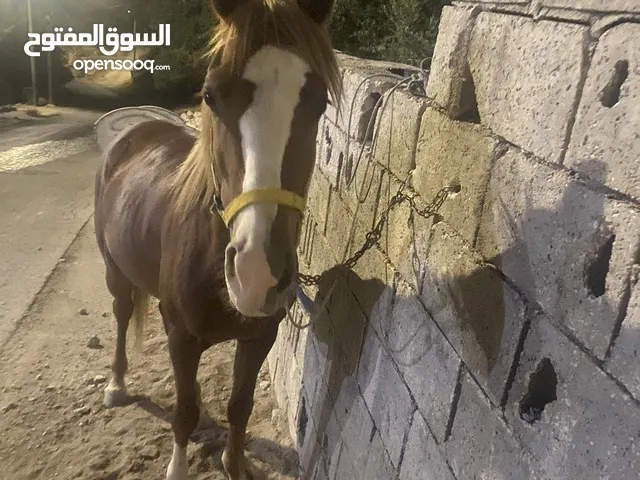 مهر عمر سنتين ونص