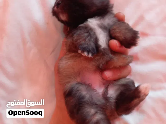 كلاب مالتيز للبيع