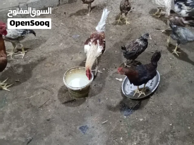 متاح دجاج للبيع بل البصره اقره الوصف