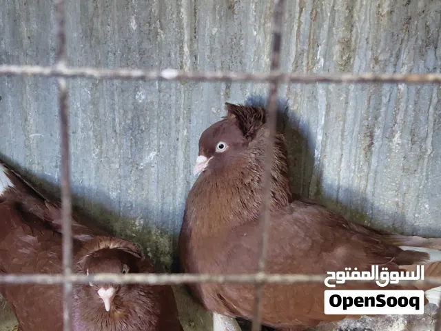 جوز حلبيات حمر لون خمري جميلات
