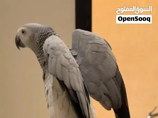 مطلوب كاسكو للشراء بسعر مناسب