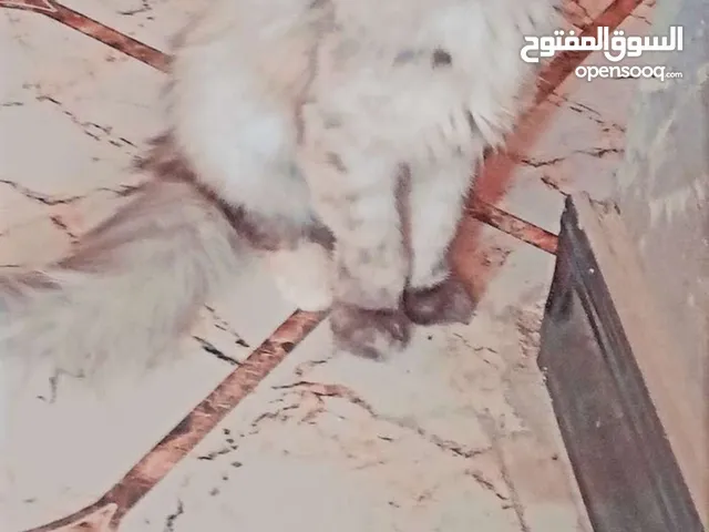 قطه نثيه حلوه مال بيت