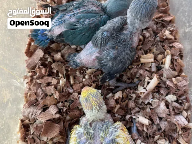 فروخ لافبيرد غر