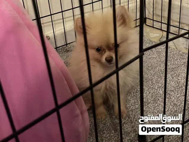 نوع  الكلب ( بومرينيان) اللون ابيض اوف وايت مع ( القفص الاسود ) "وهدية بدون اي مقابل الفرشه والاكل"