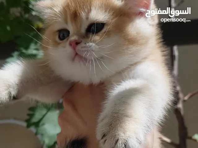 ذكر سكوتش ستريت جولدن