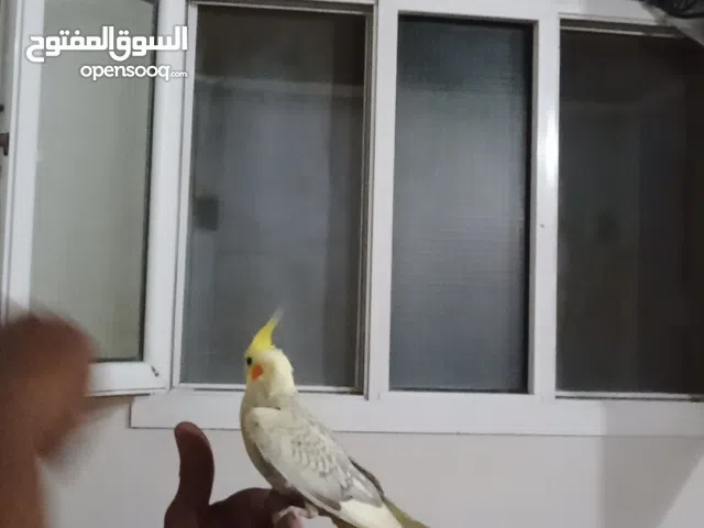 فرد كوكتيل اليف