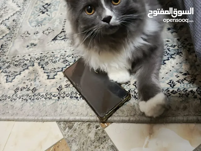 للبيع انثئ النوع : الام شيرازي وهملايا الاب برتش العمر : 6 اشهر مطعمه مع جميع الحلقات لتر بوكس