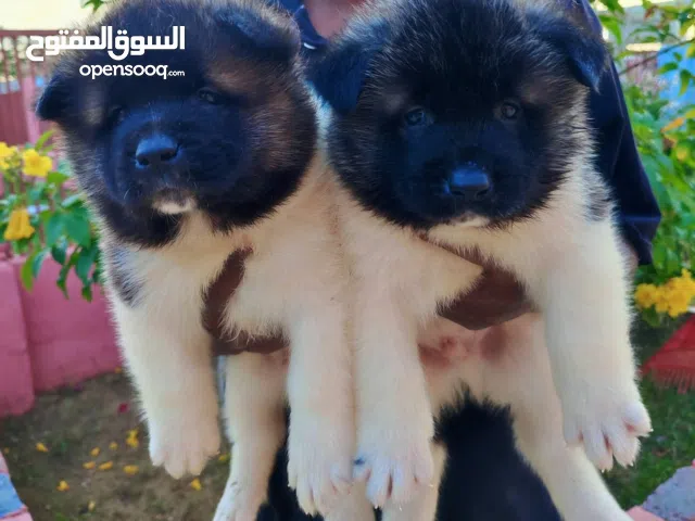 مشروع لمحبين الحيوانات الاليفه فقط