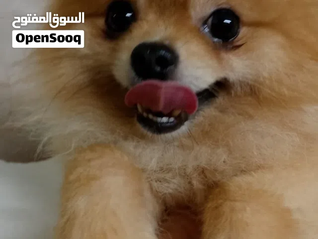 بوميرينيان ذكر