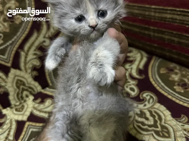 كتن سكوتش فولد & هيمالايا