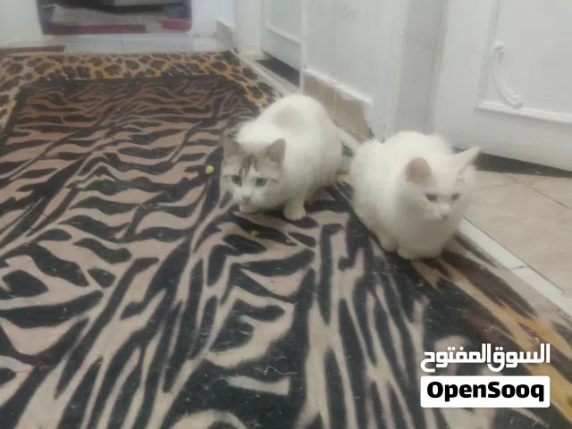 قطة شيرازي روسي بيضاء