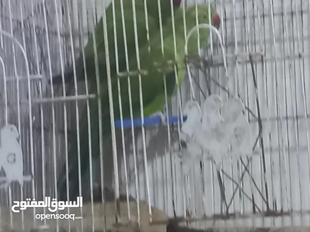 زوج دره بغباء نثايه