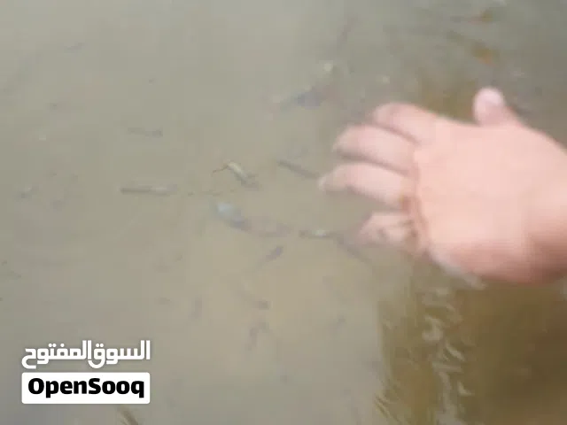 سمك قوبي جابيات ويمشي احواض