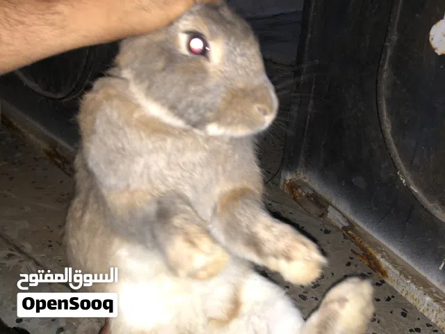 كوبيه أرنب عملاق