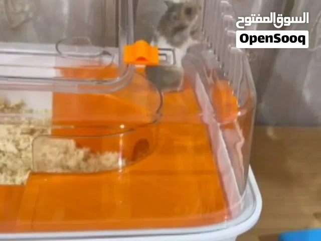 هامستر سوري