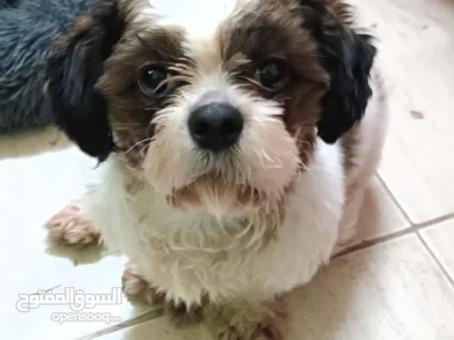 Shitzu For adaption(male)