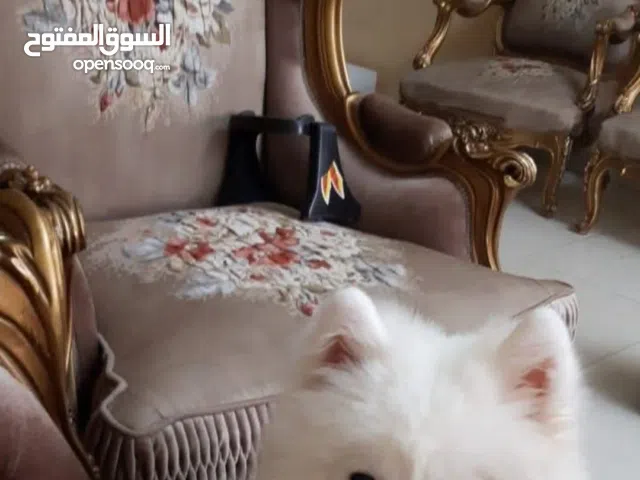 كلب ساموايد عمر 10 شهور مطعم