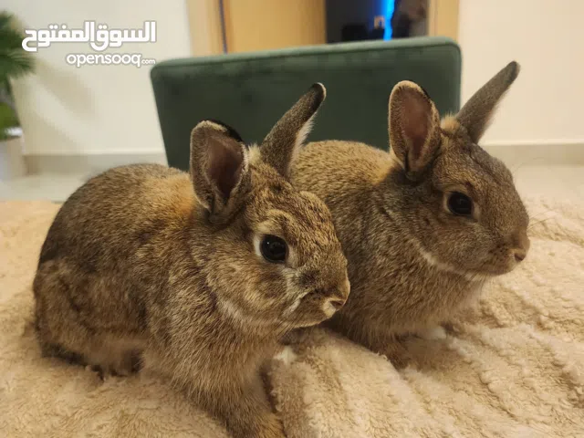 Dwarf rabbits boy and girl