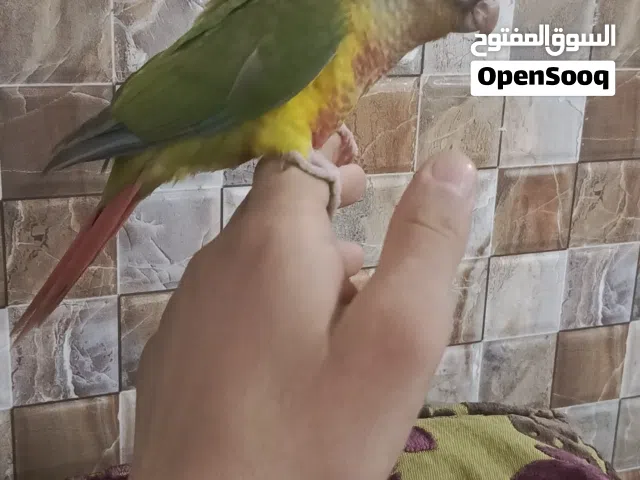 كنيور للبيع فول اليف طينه