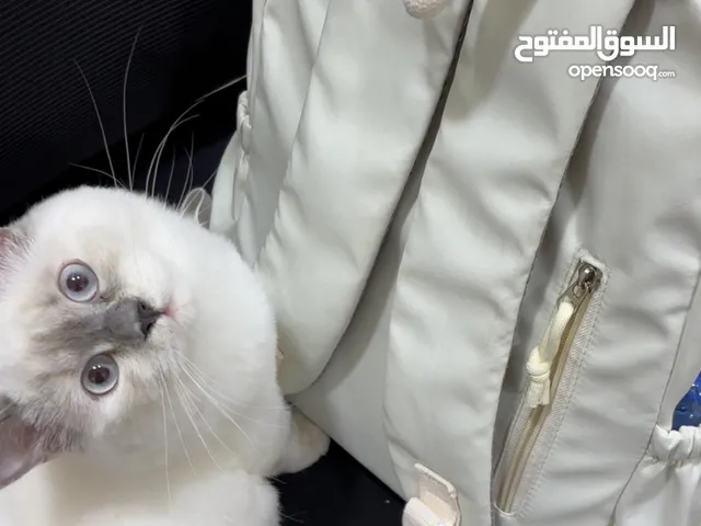 قطة هملايا جميلة تطلب التزاوج