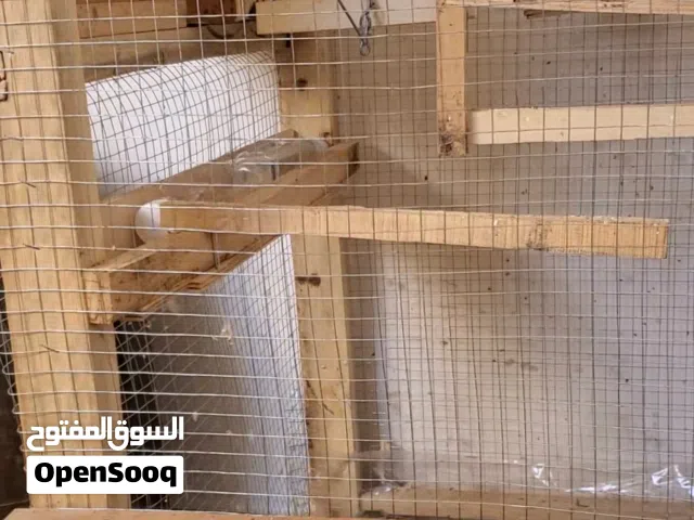 بيع طيور بادجي