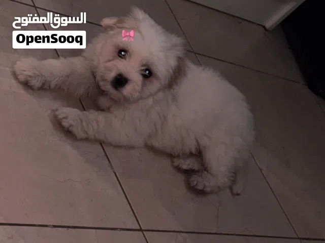 كلب مالتيز للبيع