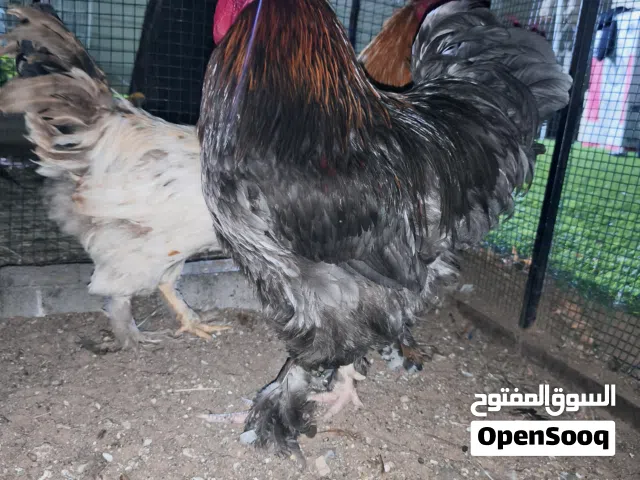 Brahma Chickens