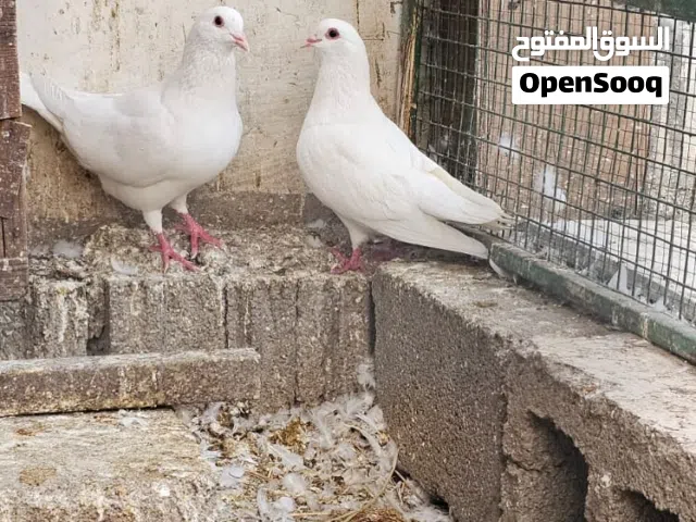 حمام لاحم فرنسي