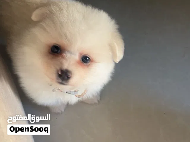كلب للبيع العمر شهرين مآخذ مطعوم ومعو جواز سفر