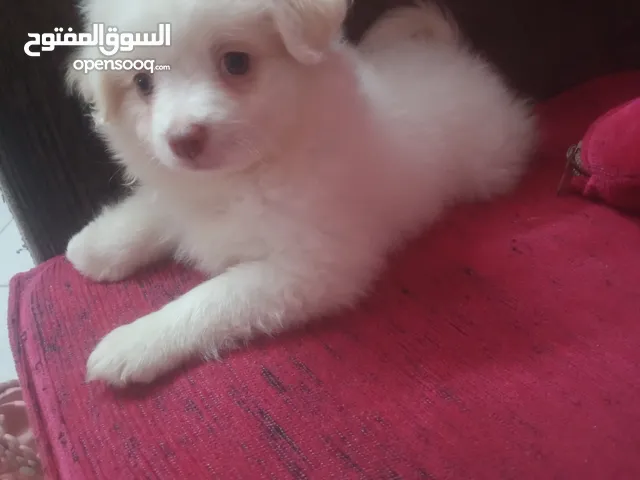 كلبه جريفون صغيره 45يوم