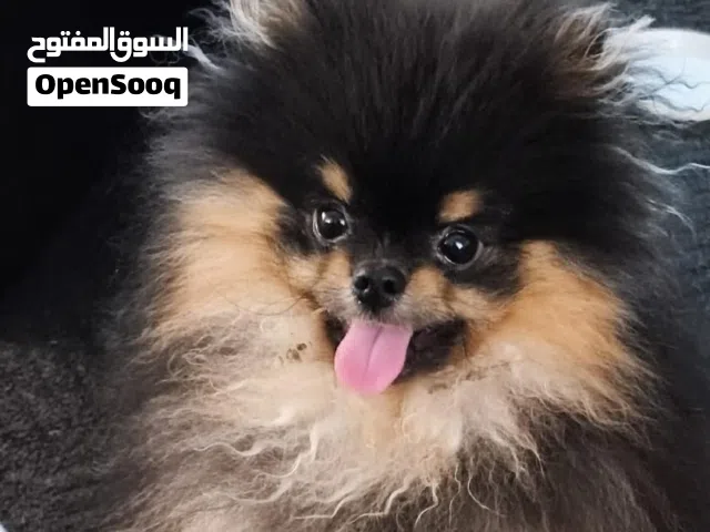 للبيع كلب بوميرانيان