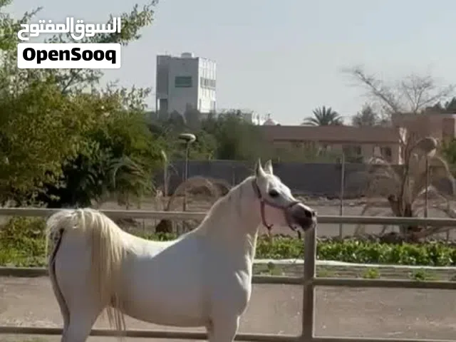 فرس للبيع ممتاز