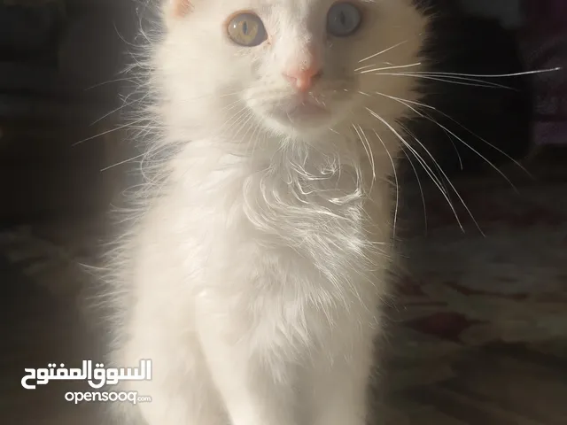 Persian + Scottish fold kitten available for adoption