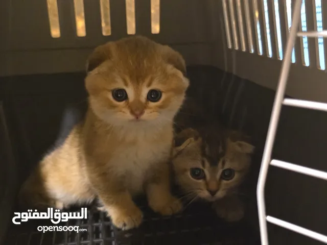 قطط اسكوتش للبيع