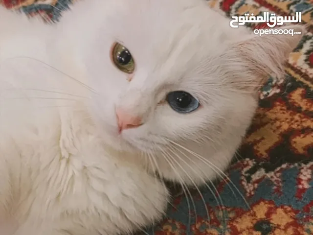 قطه انثى للبيع شيرازي مكس انقورا تركي عمر سنتين طالبه تزاوج لطيفه و هادئه و متعوده على العيله