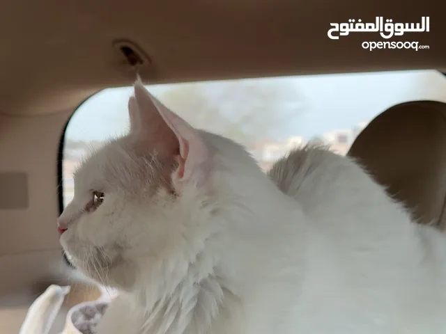 قطه للبيع نوعها شيرازي