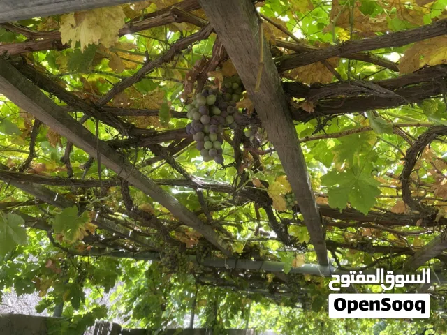 عنب دار من المزرعه