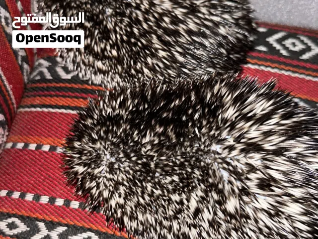 قنافذ للبيع