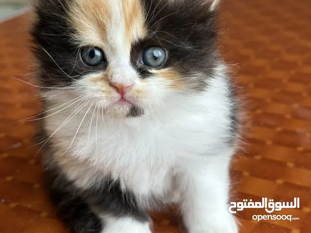 قطه صغيره جميله ونضيفه للبيع