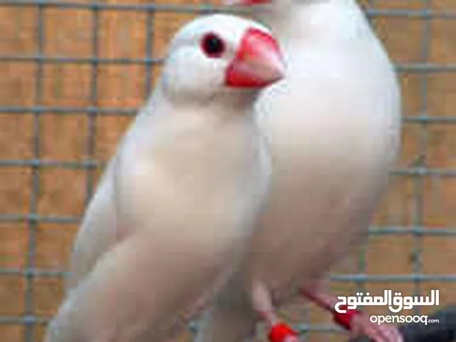 جاوه ابيض امايات
