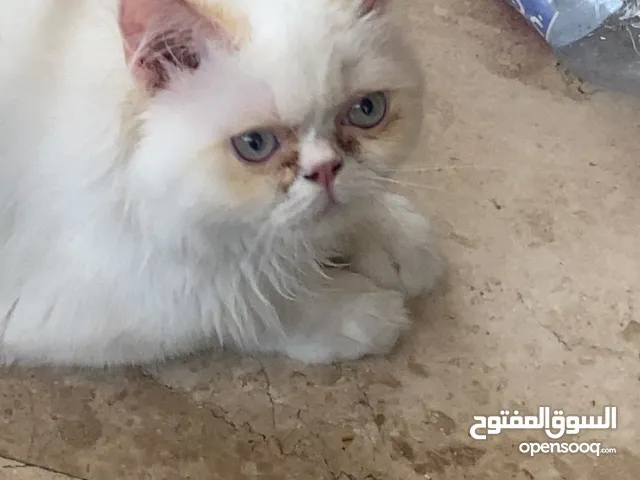 قط هملايا للبيع