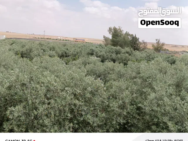 Mixed Use Land for Sale in Amman Al Jizah