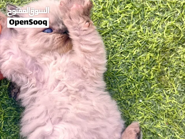 للبيع قطط راغدول مكس متوفر اولاد قطتي الجميلة عيونهم زرق صافيه وفخمة وذيل قصير لونهم مميز